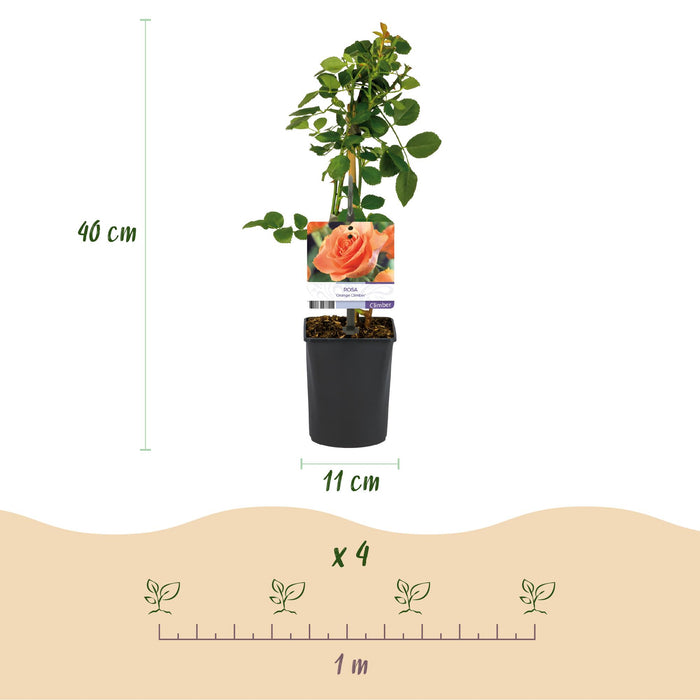 Klimroos - Rosa Orange Climber - Bloem Oranje - Weinig onderhoud - 2 planten - Pot 11cm Hoogte 40cm