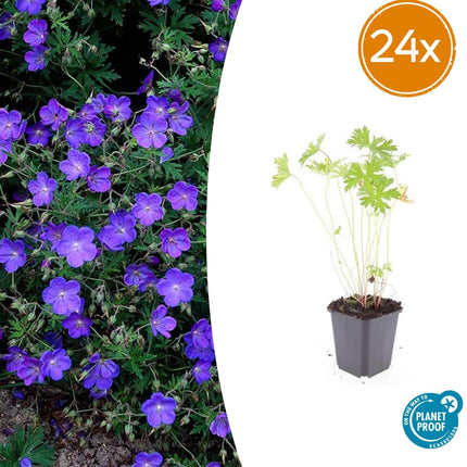 Geranium 'Johnson's Blue' - Ooievaarsbek - ↕10-25cm - Ø9cm - 24x