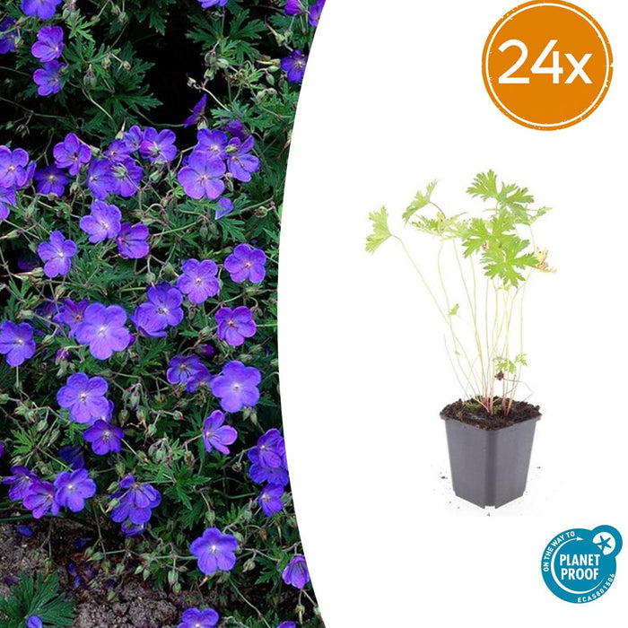 Geranium 'Johnson's Blue' - ↕10-25cm - Ø9cm - 24x