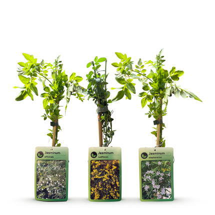 Jasminum Tricolour - Driekleurige jasmijn 9x - Geel - Wit - Roze - Klimplant - Ø9cm - ↕35cm
