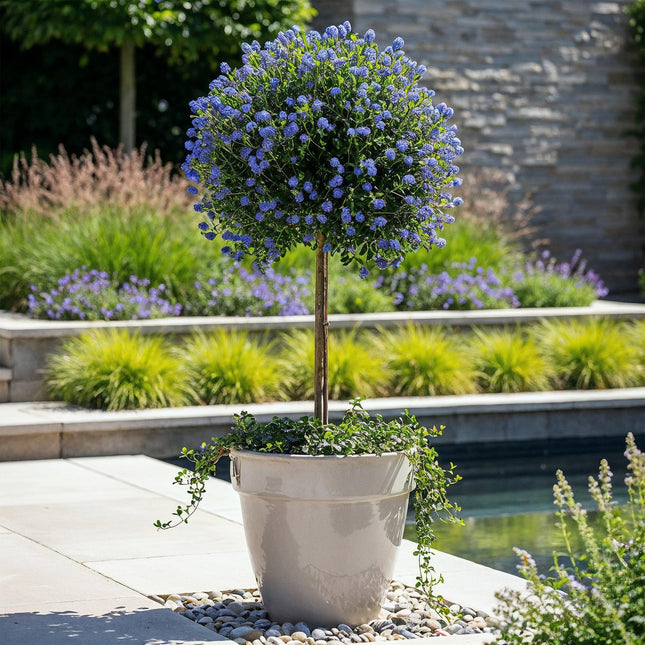 Ceanothus impressus Victoria - Lilla americano - Fiore viola - ↕90cm - Ø19cm