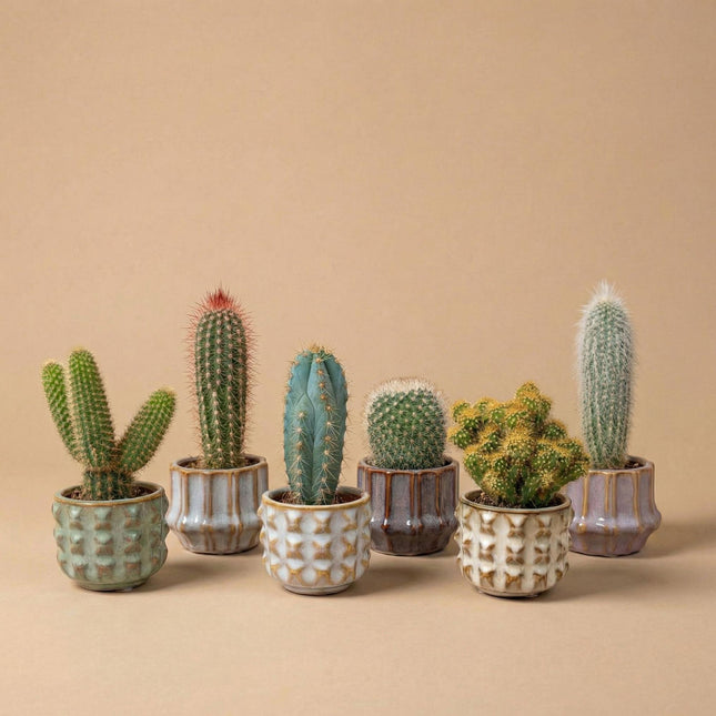 San Juan kaktussæt med 6 i keramiske minipotter - ↕8-12 cm