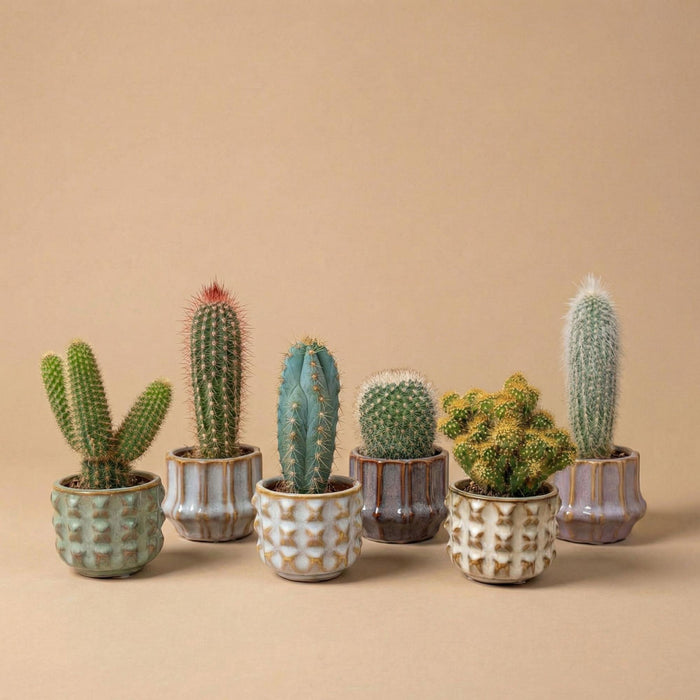 Cactus Set van 6 in Keramische Mini Potjes San Juan - ↕8–12cm