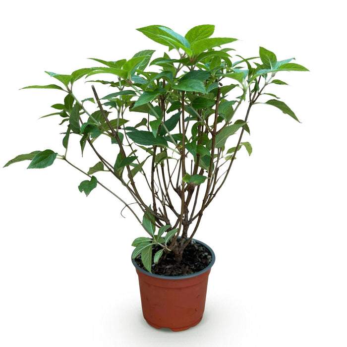 Hydrangea panniculata Limelight - Pluimhortensia - Winterhard - Lime Groen - 1 Plant - Pot 12cm - Hoogte Hoogte 20-30cm