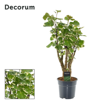 Polyscias Balfouriana - ↕50cm - Ø17cm