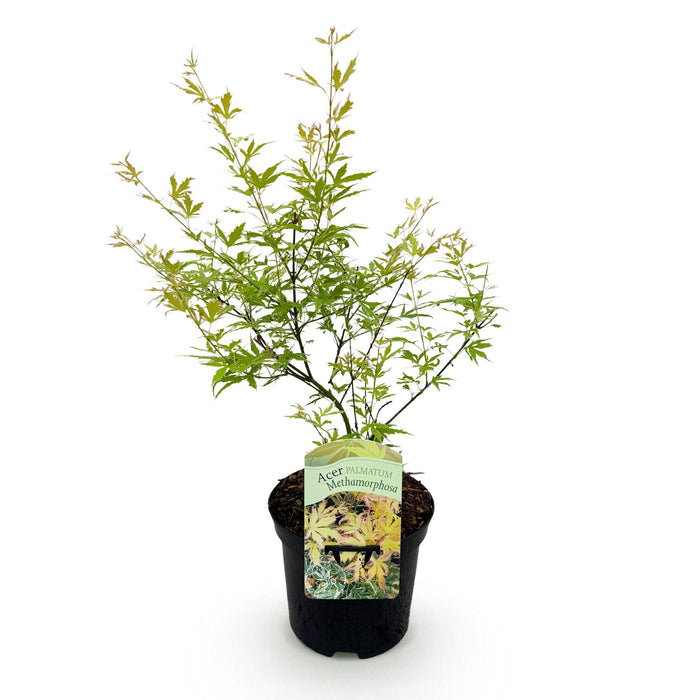 Terrasplant - Japanse Esdoorn - Acer palmatum Methamorphosa - Groen - Bladverliezend - ↕70cm - Ø19cm