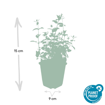 Nepeta 'Six Hills Giant' - Kattenkruid - ↕10-25cm - Ø9cm - 24x