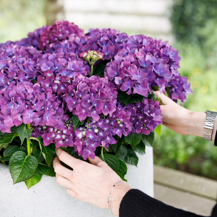 Terrasplant - Hortensia - Hydrangea Forever & Ever - Paars - 7-12 Bloemen - Pot 23cm Hoogte 55cm