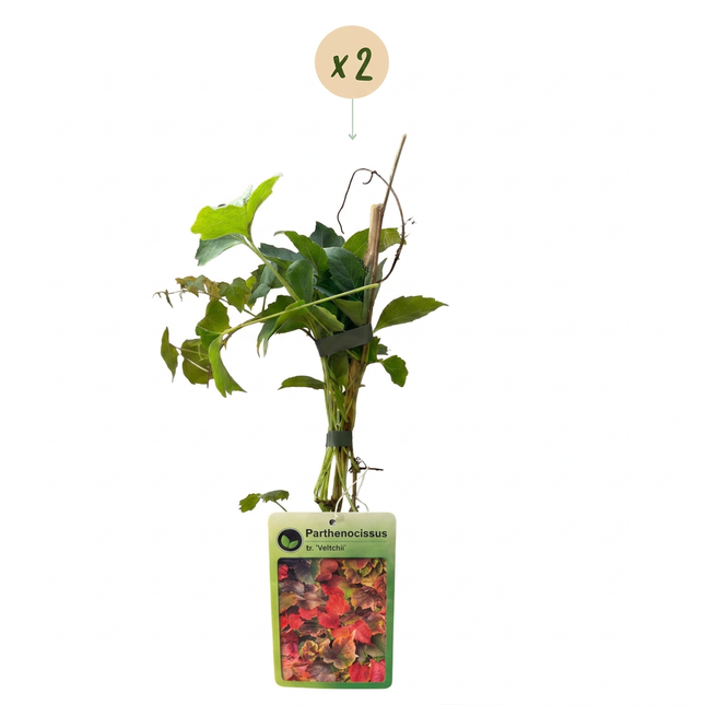 Parthenocissus tr. 'Veitchii Boskoop' - Wilde wingerd 2x - Geel - Groen - Klimplant - Ø9cm - ↕35cm