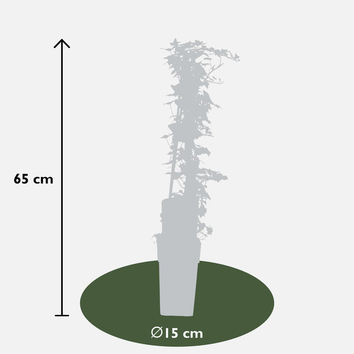 Hedera Helix - ↕65cm - Ø15cm