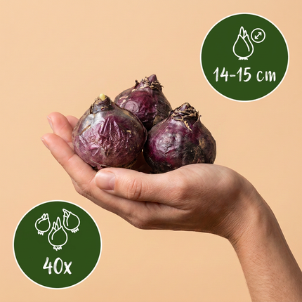 40x Hyacinthus mix - Bloembollen - Hyacint mix - Diversen - Voorjaarsbloeier - Bolmaat 14/15