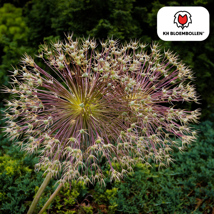 Allium Schubertii - Bloembollen  - 5x