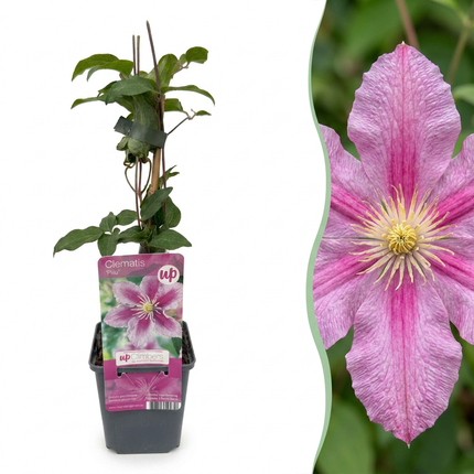 Clematis Piilu - Bosrank 4x - Wit - Roze - Klimplant - Ø9cm - ↕35cm