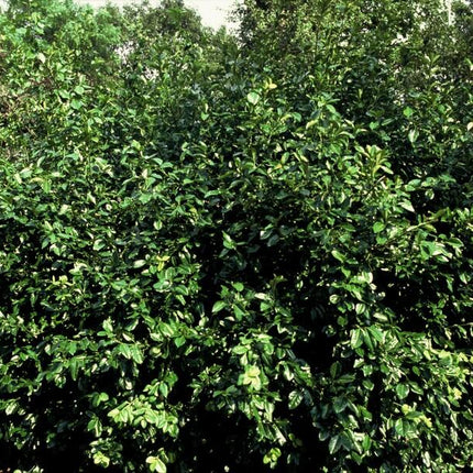 Euonymus fortunei 'Coloratus' - Kardinaalsmuts - ↕10-25cm - Ø9cm - 24x