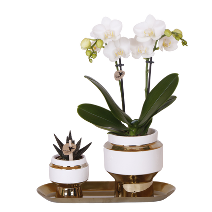 Kolibri Orchids | Gift Set Le Chic Goud - Witte Phalaenopsis Orchidee Mineral Amabilis & Succulent
