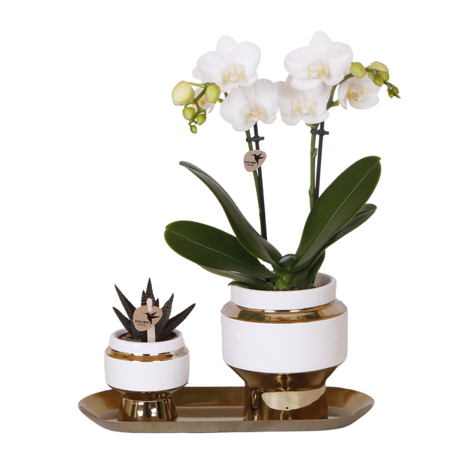 Kolibri Orchids | Gift Set Le Chic Goud - Witte Phalaenopsis Orchidee Mineral Amabilis & Succulent