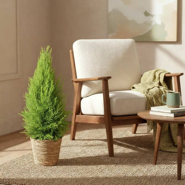 Cupressus Gold Crest Wilma - Conifère d'intérieur - Pot de 21 cm - Hauteur 85-95 cm