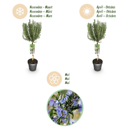 Rosmarinus officinalis - Rozemarijn - Paarse Bloem - ↕90cm - Ø19cm