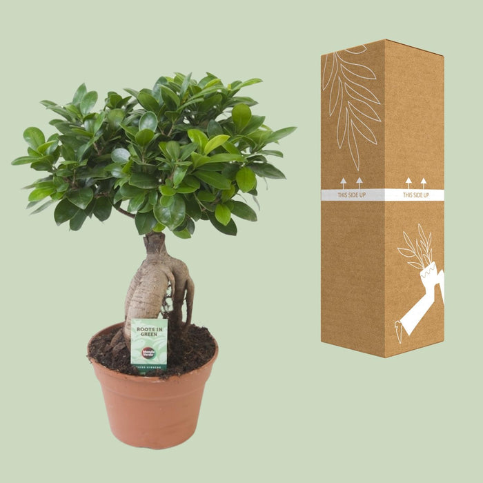 Ficus Ginseng - ↕40cm - Ø17cm