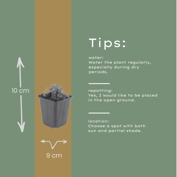 6x Geranium cin. 'Ballerina' - ↕10-25cm - Ø9cm