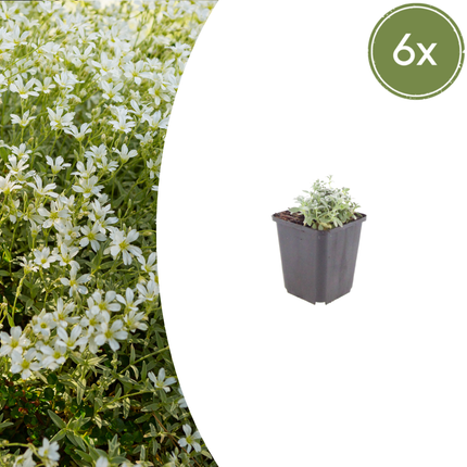 Cerastium tomentosum - Filtet hornblomst - ↕10-25cm - Ø9cm - 6x
