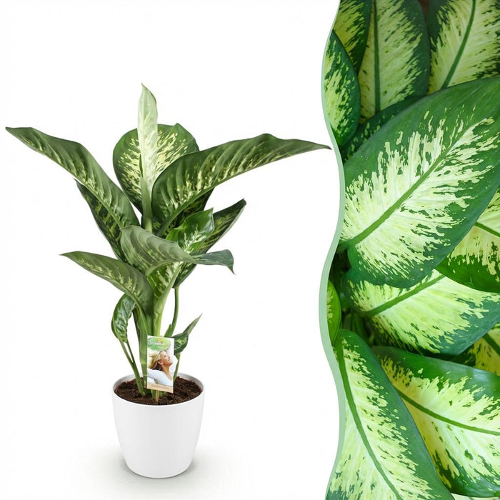Dieffenbachia Tropic Snow - met witte plantenpotten - ↕90-100cm - Ø21cm