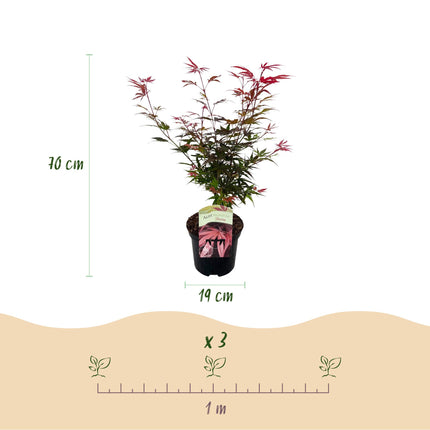 Japanese Maple - Acer palmatum Shaina - Red - ↕70cm - Ø19cm - 2x