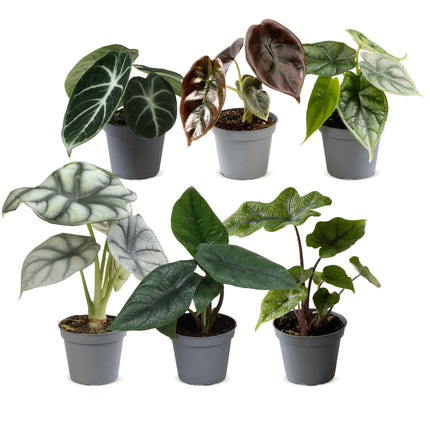 Baby Alocasia Familie 6x - Rood - Groen - Zwart - Zilver - Grijs - Tropisch - Ø6cm - ↕12cm