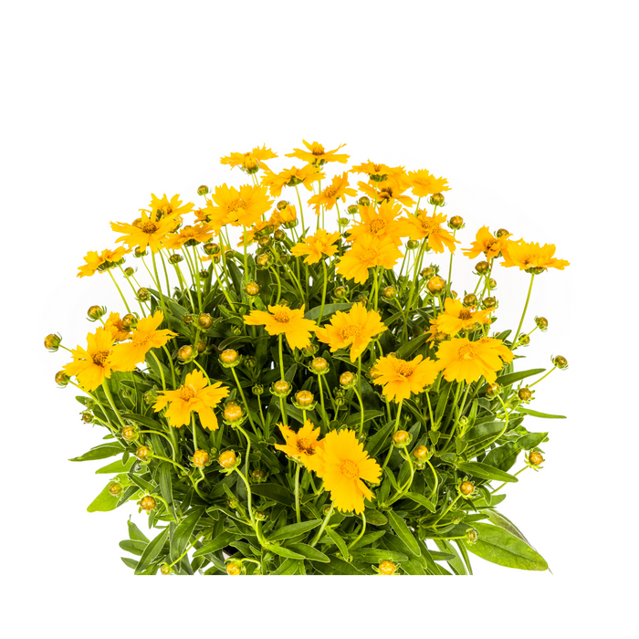 Coreopsis Grandiflora - Meisjesogen - ↕50-60cm - Ø19cm