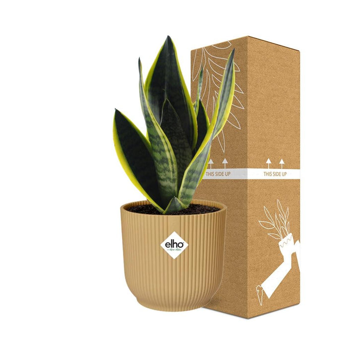 Sansevieria Futura Superba - Vrouwentong - in elho Vibes Fold Ø14cm geel