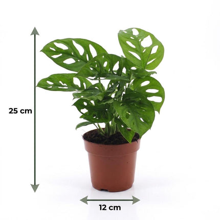 Monstera Adansonii - Rhaphidophora Tetrasperma - met Potter Grijs - Pot 12cm - Hoogte - 25cm