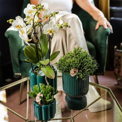 Kolibri Orchids | Combi Deal - 2 Witte Phalaenopsis Orchideeën Blossom Lausanne - Ø12 cm