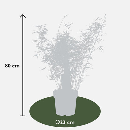 Fargesia rufa - Non-invasive bamboo - ↕80cm - Ø23cm