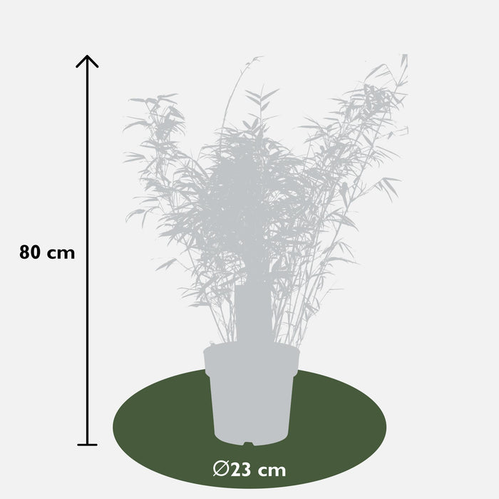 Fargesia rufa - Niet woekerende bamboe - ↕80cm - Ø23cm