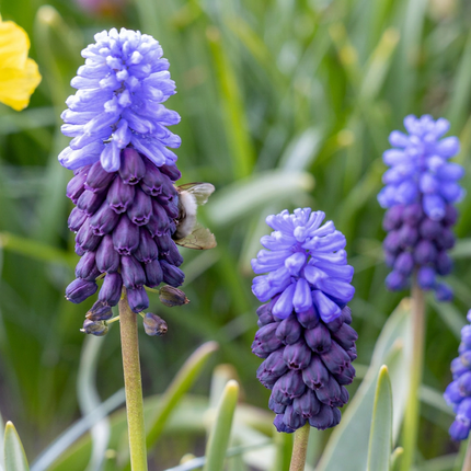 50x Muscari Latifolium - Bloembollen - Breedbladig blauw druifje - Blauw - Verwilderingsbol - Bolmaat 5/6