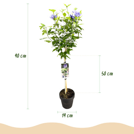 Hibiscus syriacus Blue Chiffon® - Plant op stam - Terras Plant - ↕90cm - Ø19cm