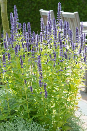 Agastache 'Black Adder' - Pianta di liquirizia - ↕10-25cm - Ø9cm - 24x