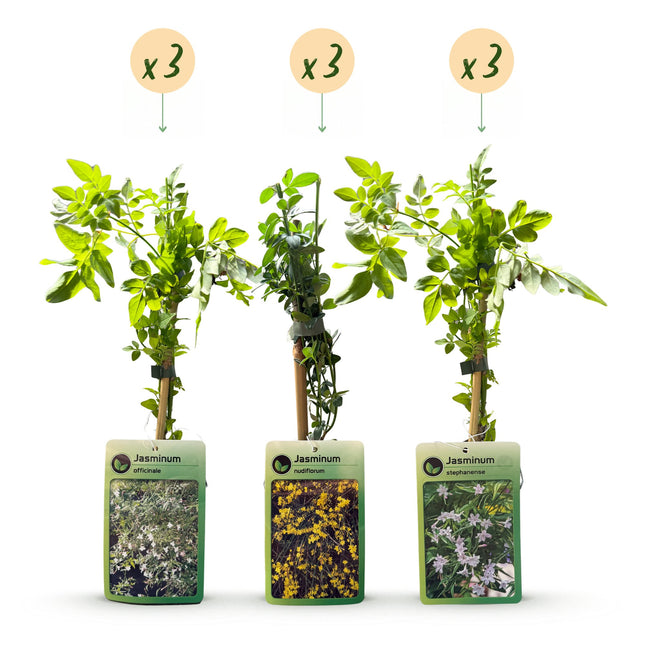 Jasminum Tricolour - Driekleurige jasmijn 9x - Geel - Wit - Roze - Klimplant - Ø9cm - ↕35cm
