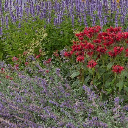 Borderpakket - Geurend - 8 Vaste planten - 1 m2 - Diversen kleuren - Weinig Onderhoud - Ø11cm