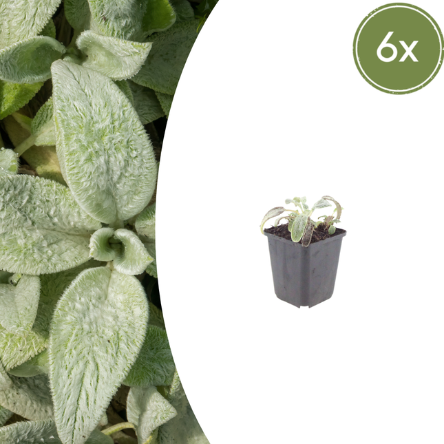 Stachys byzantina 'Silver Carpet' - Ezelsoor - ↕10-25cm - Ø9cm - 6x