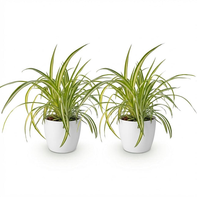 Chlorophytum comosum Variegatum - Bonte Graslelie - met witte plantenpotten - ↕20cm - Ø12cm - 2x