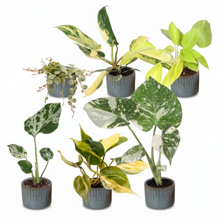 Baby Planten Tropical Mix - Diversen 6x - Tropisch - incl. Linnea Misty Blue - Ø6cm - ↕10-15cm
