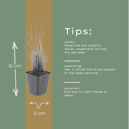 Calamagrostis brachytricha - Erba diamante - ↕10-25cm - Ø9cm - 48x