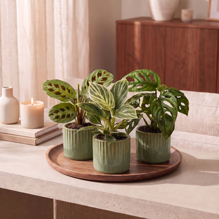 Baby Plants Surprise Box 3x - Verrassingsbox kleine planten - Diversen - Tropisch - incl. Linnea Olive - Ø6cm - ↕5-15cm
