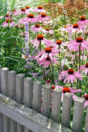 Echinacea Purpurea 'Magnus' - Zonnehoed - ↕10-25cm - Ø9cm - 24x