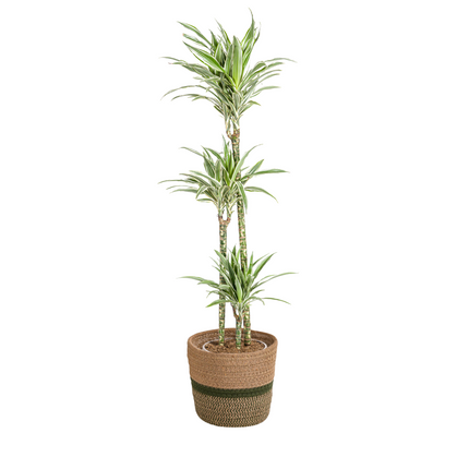 Dracaena Deremensis White Stripe met mand - ↕130-150cm - Ø24cm