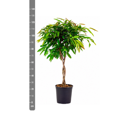 Ficus Amstel King op gevlochten stam - 130cm