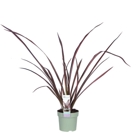 Phormium 'Flamenco Rosa' - Ø14cm - ↕50cm