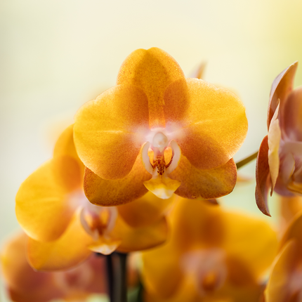 Kolibri Orchids | Orange Mono Bouquet Jewel Las Vegas i Oyster-fad