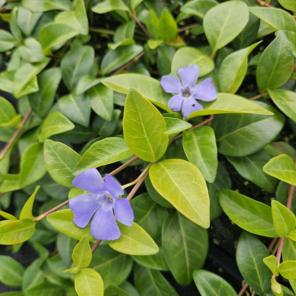 Vinca minor 'La Grave' - Kleine Maagdenpalm - ↕10-25cm - Ø9cm - 24x
